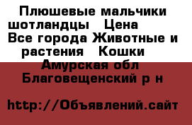 Плюшевые мальчики шотландцы › Цена ­ 500 - Все города Животные и растения » Кошки   . Амурская обл.,Благовещенский р-н